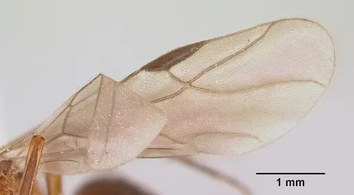 Formica reflexa specimen CASENT0103511 image casent0103511_4