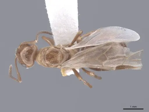 Formica reflexa specimen FMNHINS0000046401 image fmnhins0000046401_1