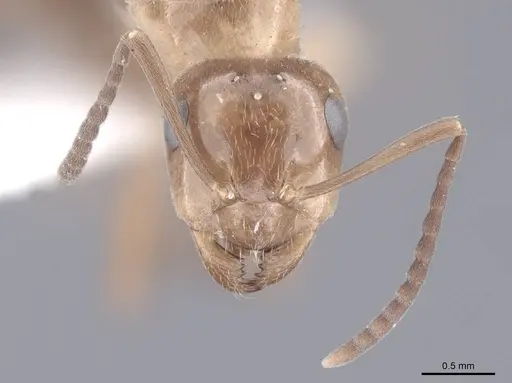 Formica reflexa specimen FMNHINS0000046401 image fmnhins0000046401_2