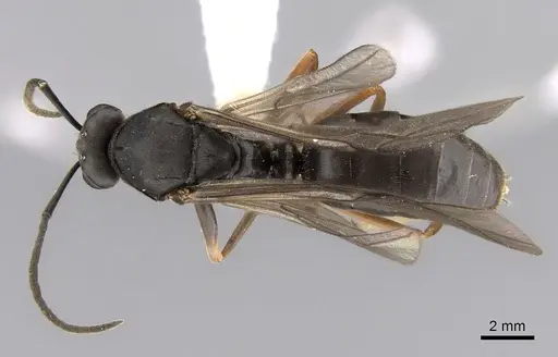Formica retecta specimen JTLC000010210 image jtlc000010210_1