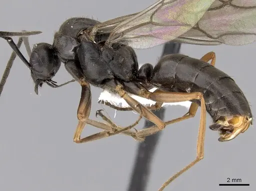 Formica retecta specimen JTLC000010210 image jtlc000010210_3