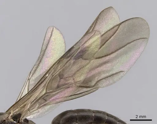 Formica retecta specimen JTLC000010210 image jtlc000010210_4