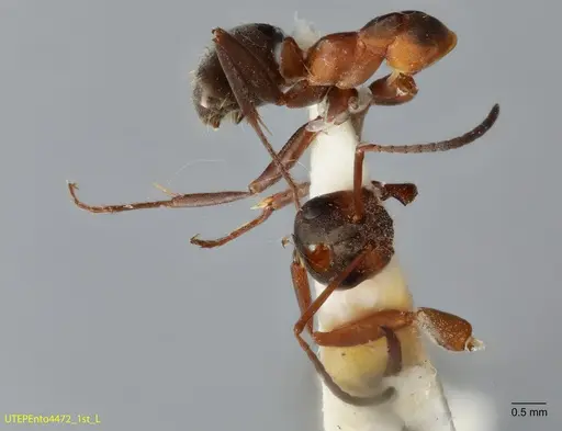 Formica retecta specimen UTEPENTO4472-01 image utepento4472-01_1