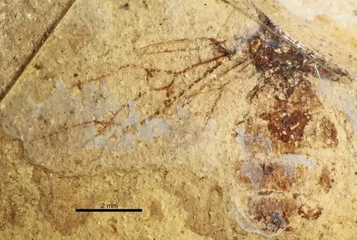 Formica robusta specimen BMNHP27631 image bmnhp27631_1