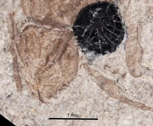 Formica robusta specimen UCM17012 image ucm17012_3