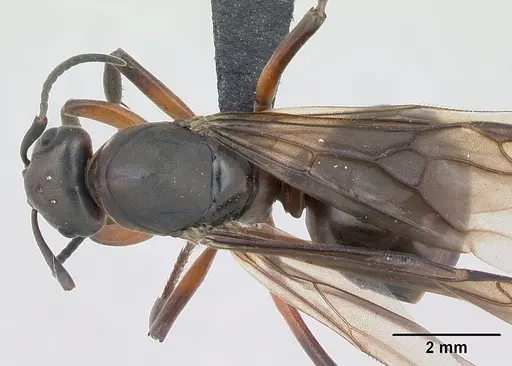 Formica rufa specimen CASENT0173133 image casent0173133_1