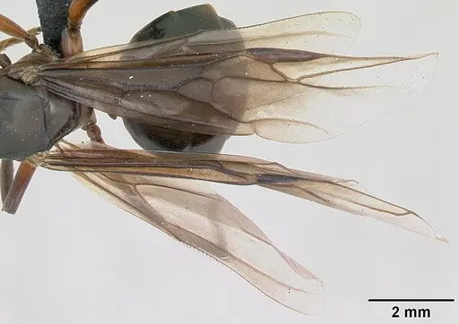 Formica rufa specimen CASENT0173133 image casent0173133_4