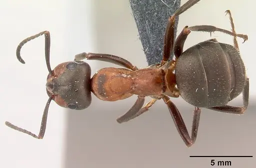 Formica rufa specimen CASENT0179909 image casent0179909_1