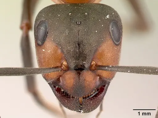 Formica rufa specimen CASENT0179909 image casent0179909_2