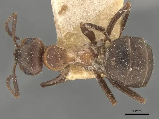 Formica rufa specimen CASENT0907599 image casent0907599_1