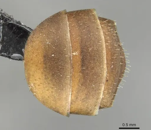 Formica rufa specimen CASENT0915378 image casent0915378_2