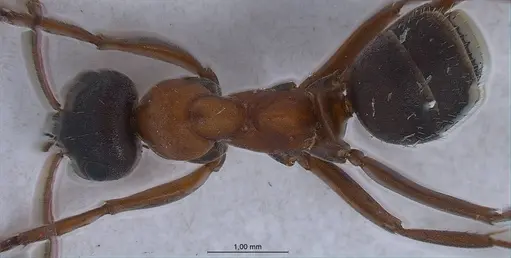 Formica rufibarbis specimen ANTWEB1008421 image antweb1008421_1