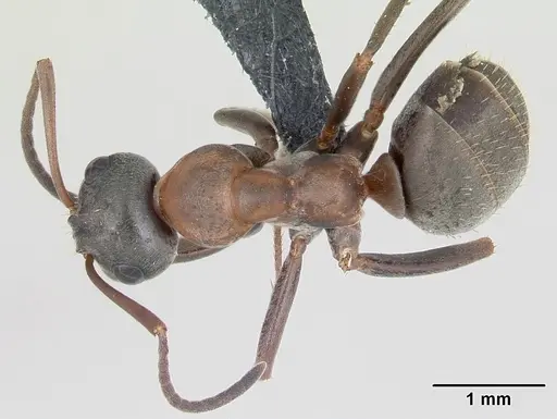Formica rufibarbis specimen CASENT0173870 image casent0173870_1