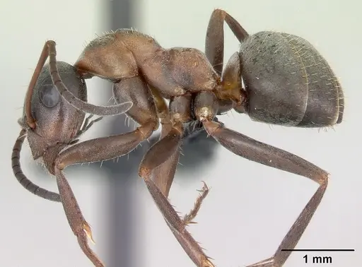 Formica rufibarbis specimen CASENT0173870 image casent0173870_3