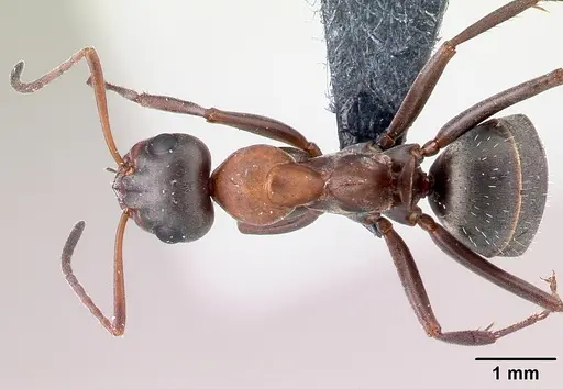 Formica rufibarbis specimen CASENT0179942 image casent0179942_1