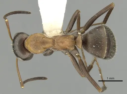 Formica rufibarbis specimen CASENT0280392 image casent0280392_1