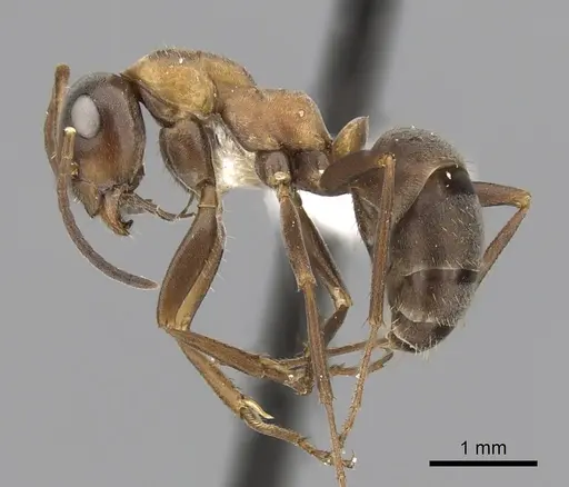Formica rufibarbis specimen CASENT0280392 image casent0280392_3