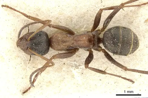 Formica rufibarbis specimen CASENT0903271 image casent0903271_1
