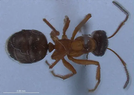 Formica rufolucida specimen ANTWEB1008422 image antweb1008422_1