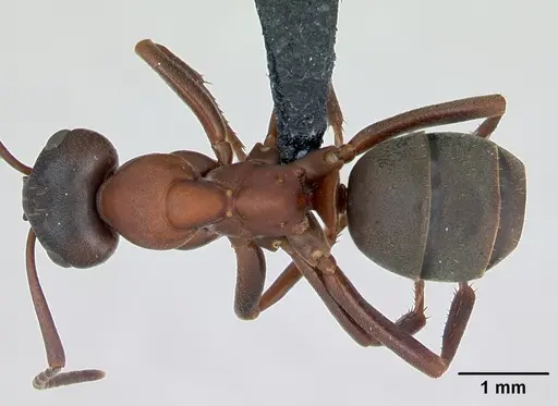 Formica sanguinea specimen CASENT0173153 image casent0173153_1