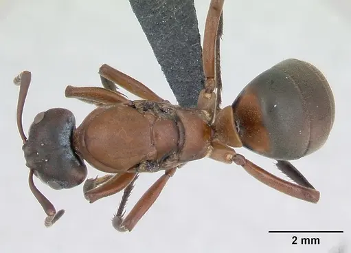 Formica sanguinea specimen CASENT0173154 image casent0173154_1