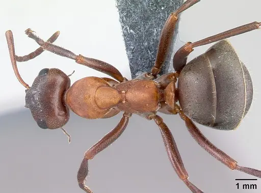 Formica sanguinea specimen CASENT0179940 image casent0179940_1