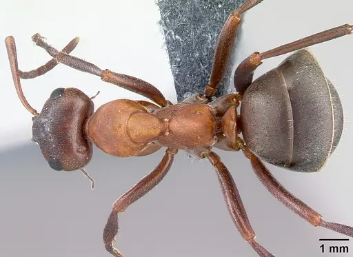 Formica sanguinea specimen CASENT0179941 image casent0179941_1