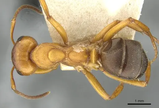 Formica sanguinea specimen CASENT0911095 image casent0911095_1