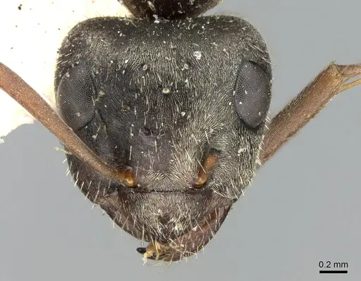 Formica selysi specimen CASENT0906311 image casent0906311_2