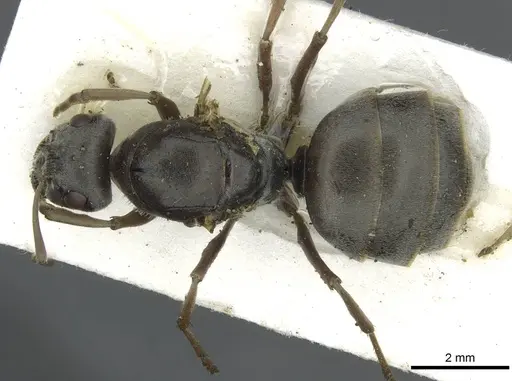 Formica selysi specimen CASENT0913640 image casent0913640_1