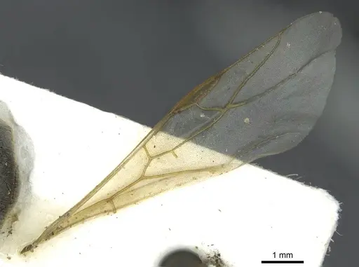Formica selysi specimen CASENT0913640 image casent0913640_4