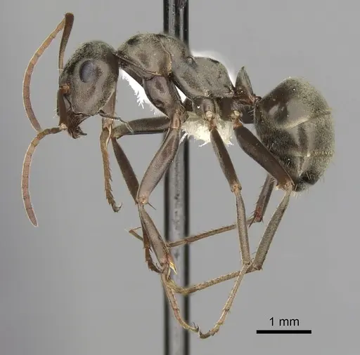 Formica sibylla specimen CASENT0280373 image casent0280373_3