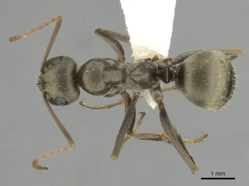 Formica sibylla specimen CASENT0280374 image casent0280374_1