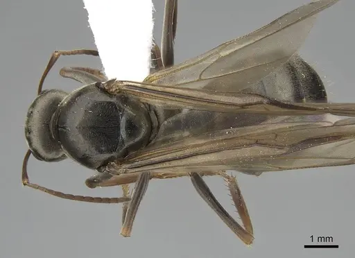 Formica sibylla specimen CASENT0843938 image casent0843938_1