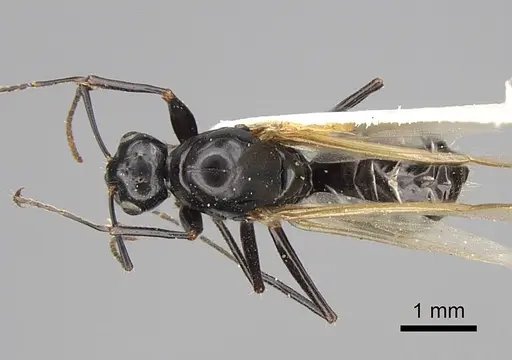 Formica sibylla specimen CASENT0923052 image casent0923052_1