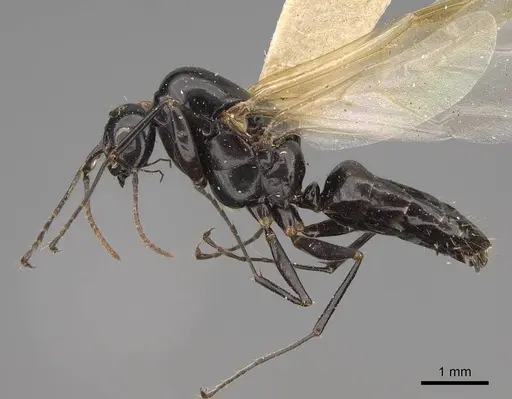 Formica sibylla specimen CASENT0923052 image casent0923052_4
