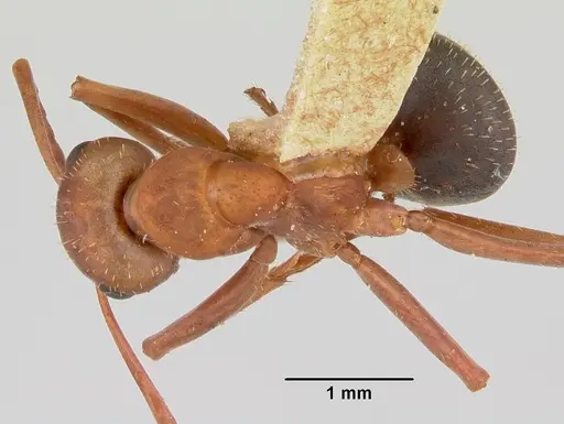 Formica spatulata specimen CASENT0103451 image casent0103451_1