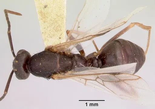 Formica spatulata specimen CASENT0103452 image casent0103452_1