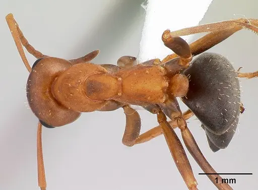 Formica spatulata specimen CASENT0179859 image casent0179859_1