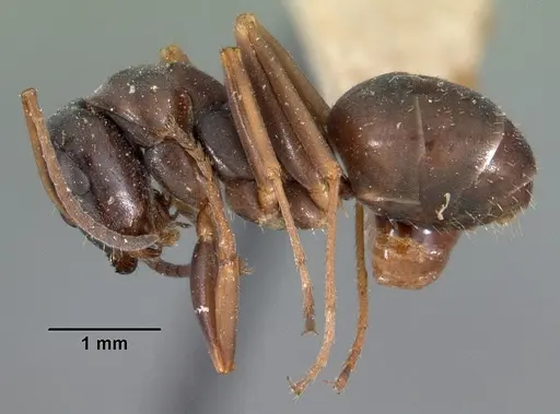 Formica subaenescens specimen CASENT0102156 image casent0102156_3