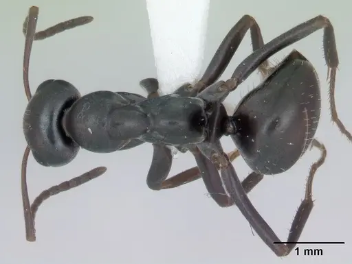 Formica subaenescens specimen CASENT0172878 image casent0172878_1