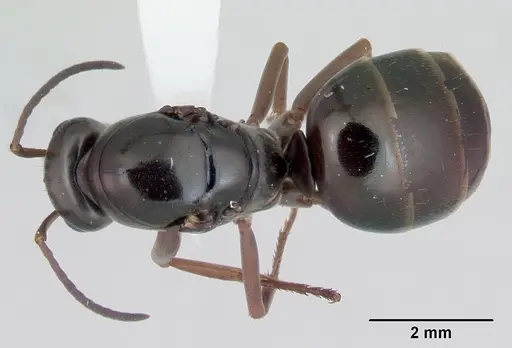 Formica subaenescens specimen CASENT0172879 image casent0172879_1