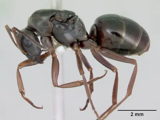 Formica subaenescens specimen CASENT0172879 image casent0172879_3