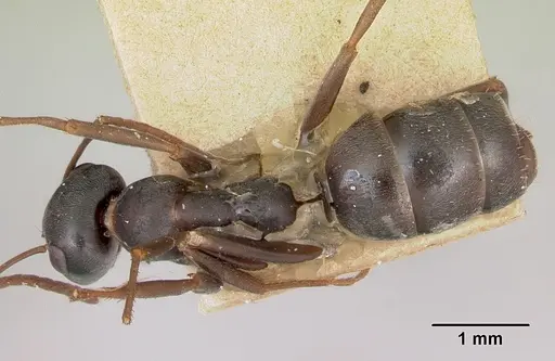 Formica subaenescens specimen CASENT0172898 image casent0172898_1