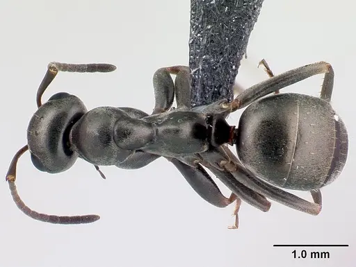 Formica subaenescens specimen CASENT0198944 image casent0198944_1