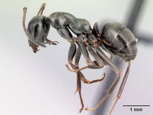 Formica subaenescens specimen CASENT0198944 image casent0198944_3