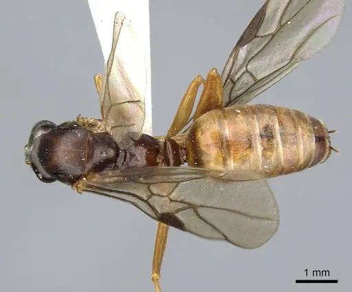 Formica subaenescens specimen CASENT0923023 image casent0923023_1