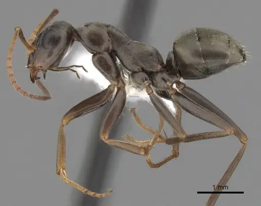 Formica subelongata specimen CASENT0280375 image casent0280375_3