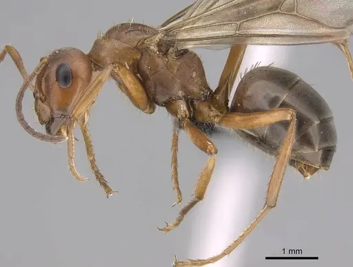 Formica subelongata specimen CASENT0724912 image casent0724912_3