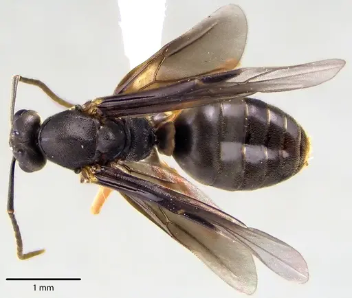 Formica subintegra specimen ANTWEB1041699 image antweb1041699_1